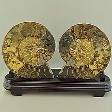 картинка Образец Аммонит 200x170мм от магазина Wolves