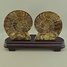 картинка Образец Аммонит 115x125мм от магазина Wolves