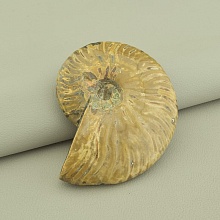 картинка Образец Аммонит 80x60мм от магазина Wolves