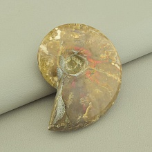 картинка Образец Аммонит 80x60мм от магазина Wolves