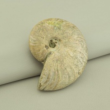 картинка Образец Аммонит 80x65мм от магазина Wolves