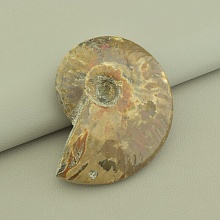 картинка Образец Аммонит 80x65мм от магазина Wolves