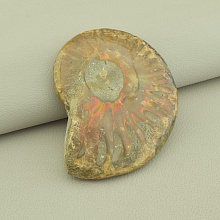 картинка Образец Аммонит 70x50мм от магазина Wolves