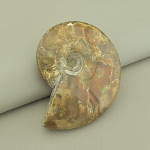 картинка Образец Аммонит 90x70мм от магазина Wolves