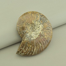 картинка Образец Аммонит 85x70мм от магазина Wolves