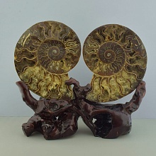 картинка Образец Аммонит 200x70x25 2571 г от магазина Wolves