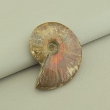 картинка Образец Аммонит 75x60мм от магазина Wolves