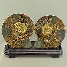 картинка Образец Аммонит 210x170мм от магазина Wolves