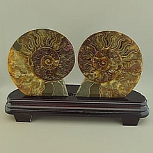 картинка Образец Аммонит 115x125мм от магазина Wolves