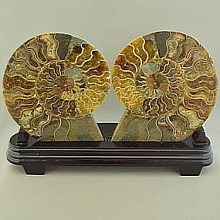 картинка Образец Аммонит 210x170мм от магазина Wolves