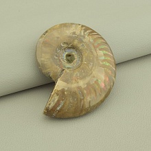 картинка Образец Аммонит 65x55мм от магазина Wolves