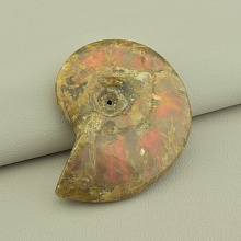 картинка Окаменелость аммонита коричневого, 70x55 мм от магазина Wolves