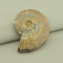 картинка Образец Аммонит 80x65мм от магазина Wolves